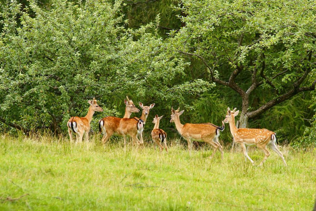 Tourist Farm Arbajter Resnik