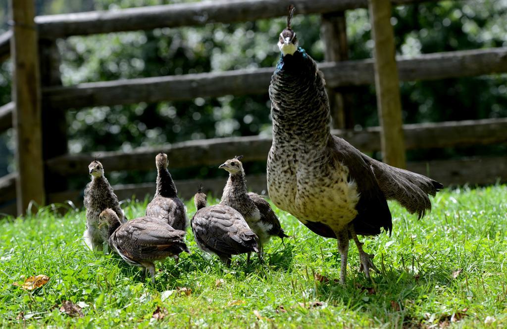 Farm stay Tourist Farm Arbajter